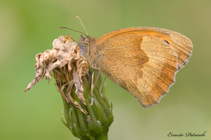 farfalla da identificare : Maniola jurtina ♀